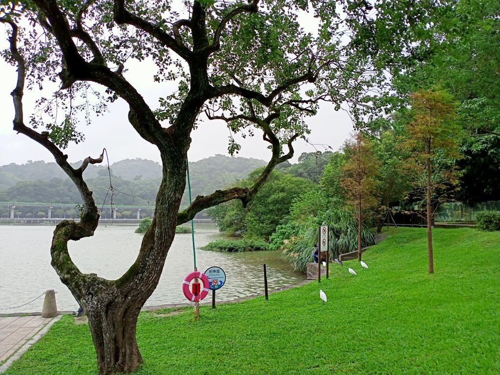 大湖公園 (防災公園)【走路趣尋寶】_1899896