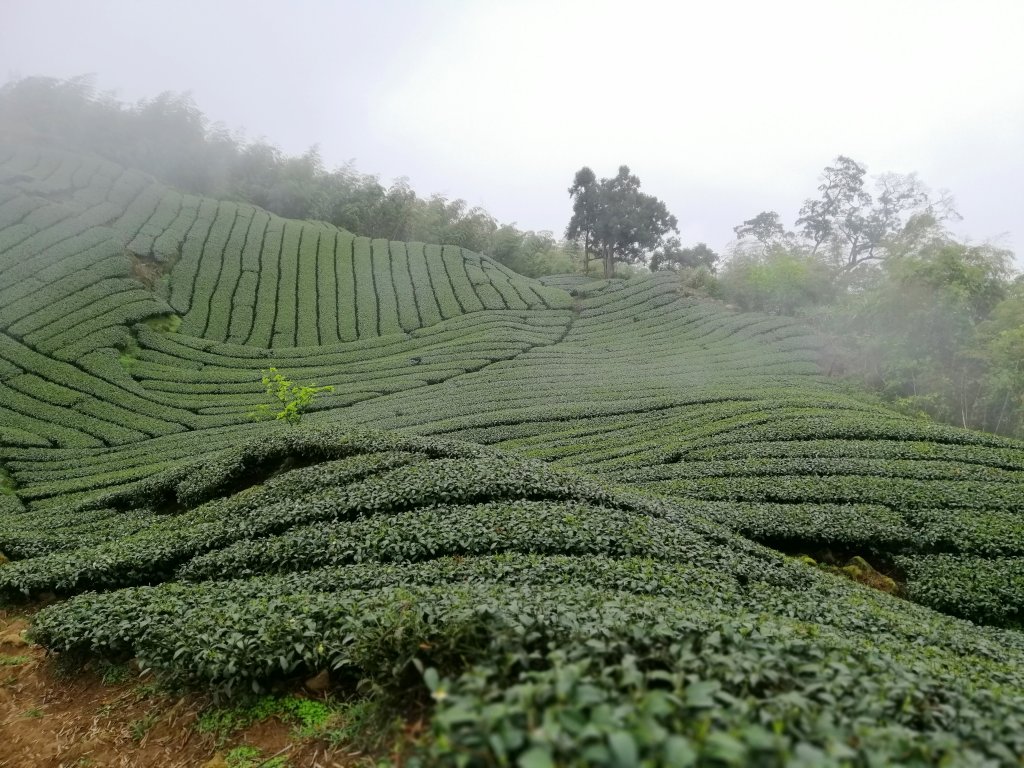 茶園阡陌霧氣迷漫#57小百岳~梨子腳山_755062