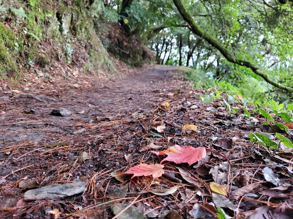古道漫步、雲海追星、尾上山西稜遊～_1143029
