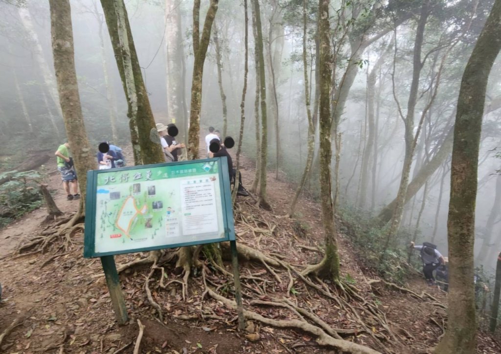 【中級山 】北得拉曼巨木步道，連走內鳥嘴山_2742195