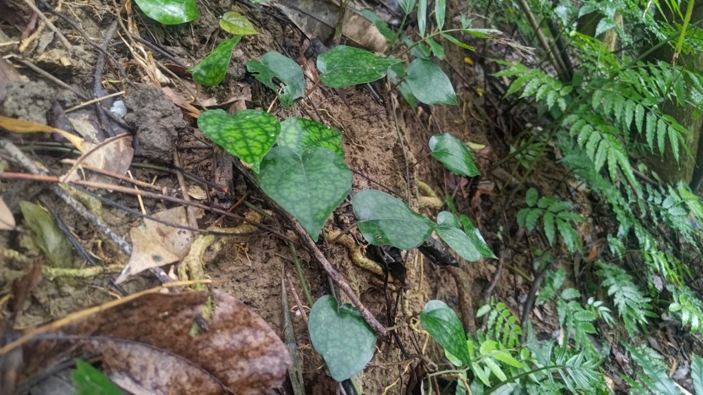 蘭潭後山步道紅毛埤山_2599659