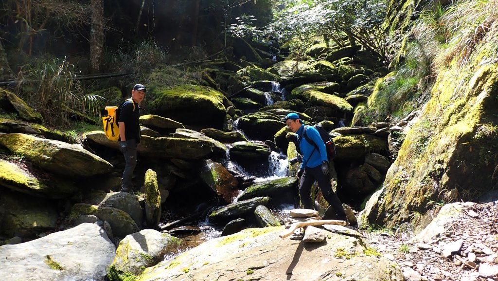 尋幽訪古遊走千年巨木和幻霧美森的樂山林道_2882344