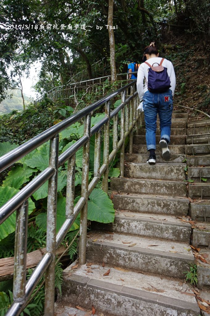 廟前坑登廟步道20170318_109560