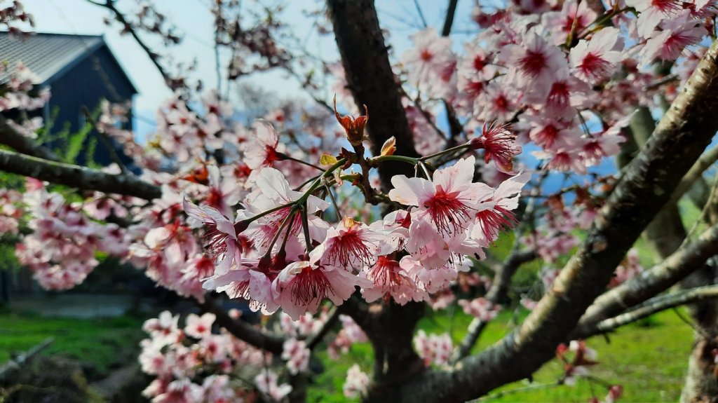 《苗栗》馬那邦山｜ 上湖線＞天然湖O巡20210220_1277501