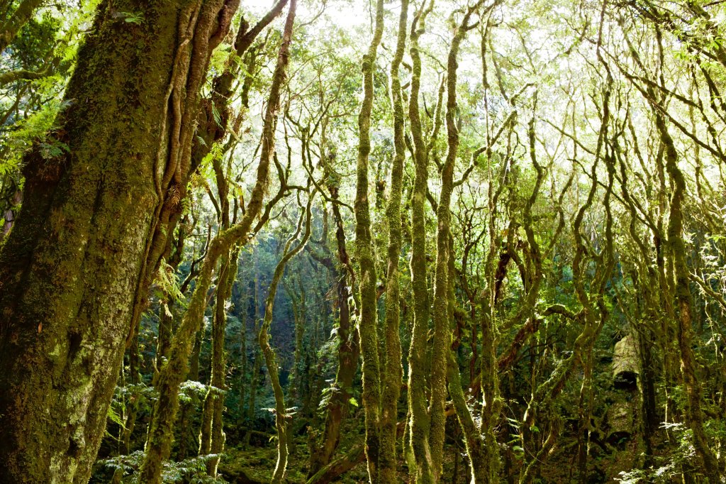 谷關七雄：八仙山_468286