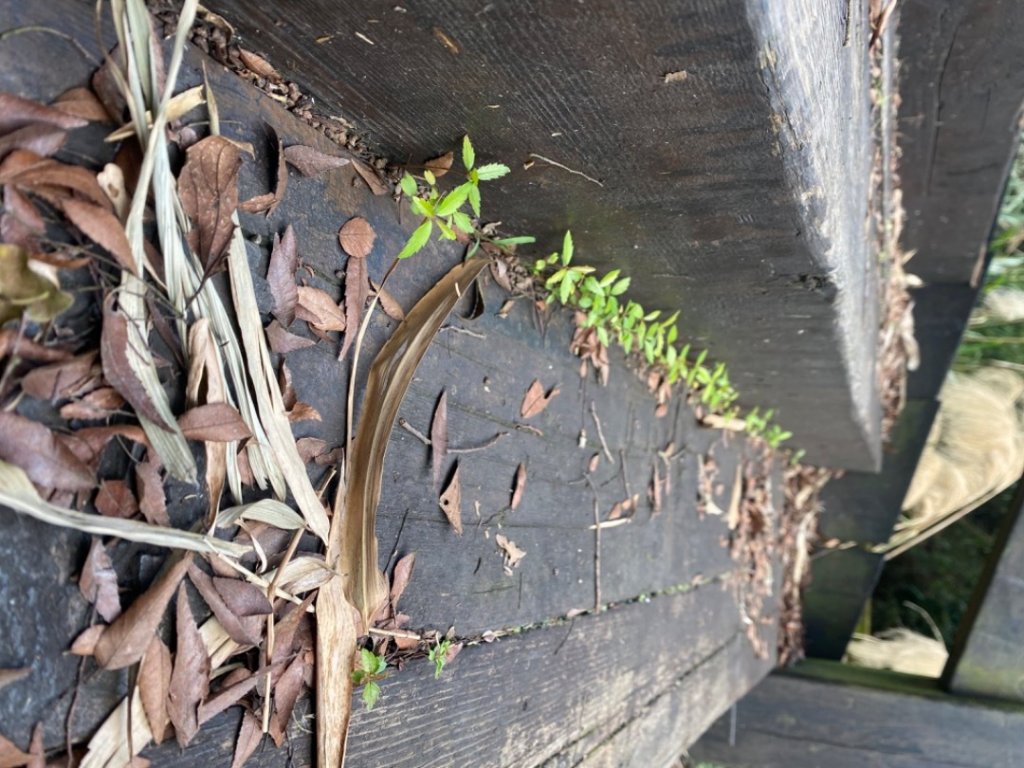 聚興山#40號小百岳_1619565