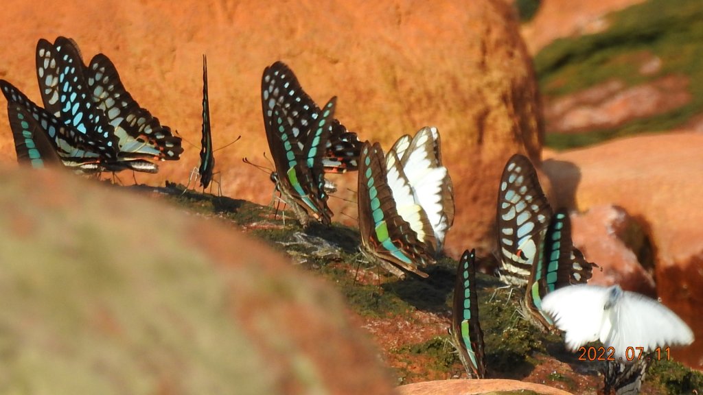 雲山水花鳥蝶 - 天龍國阿伯的日常 7/8&11_1760708