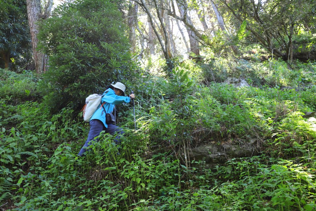 阿里山三霞 -- 楠梓仙溪左岸 南霞山_1490236