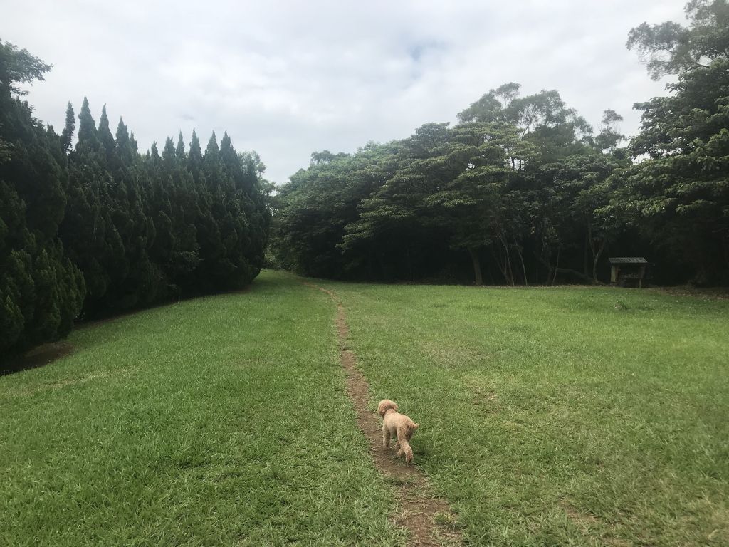 【忠義山親山步道】封面圖