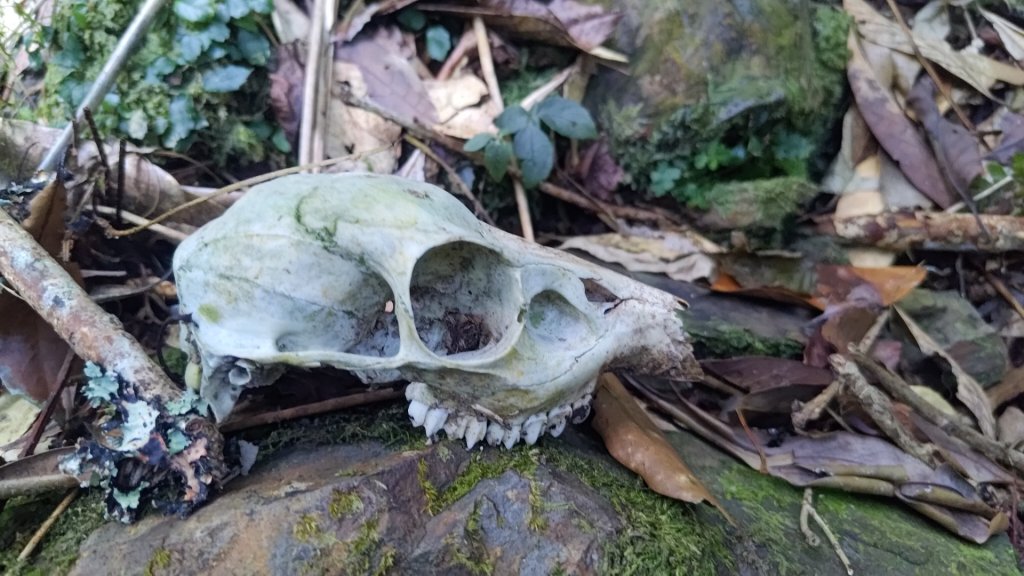 北坑山大板根東洗水山盡尾山東北峰封面圖