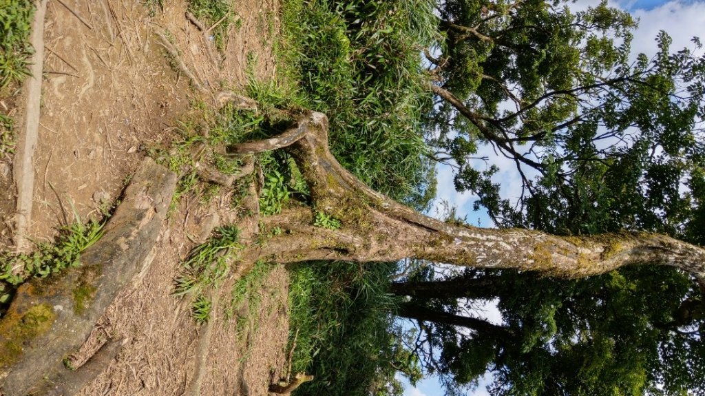 三角崙山聖母山莊083（抹茶山）_1000850