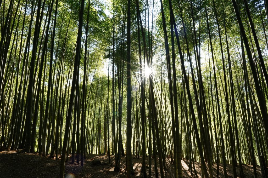 南投 鹿谷 龍鳳山、龍鳳峽山、三叉崙山、水桶寮山、內樹皮山、羊頭崙山、志騰山、竹崙山、溪頭山_2962245