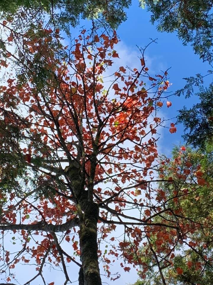 稍來楓情（小白岳）_752898