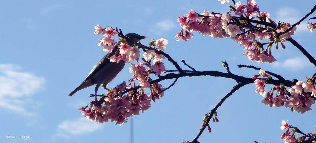 #栗尾椋鳥 #綠繡眼 #東湖樂活公園 #花園新城 #屈尺 #寒櫻 2/4_2992859
