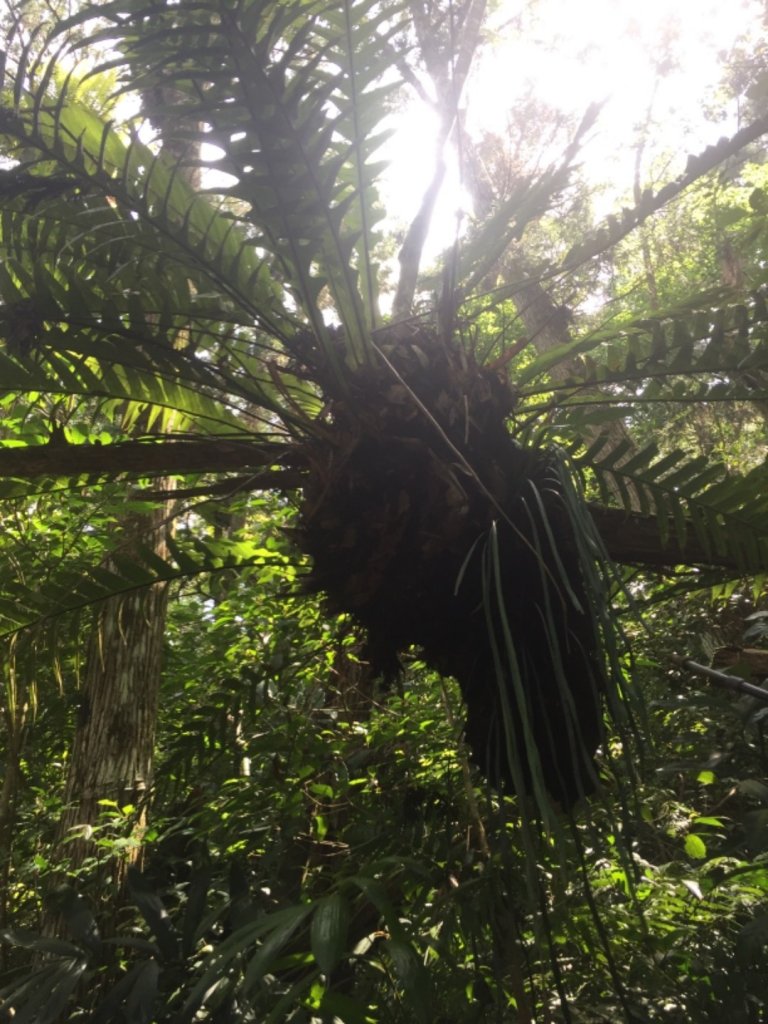 內洞森林負離子芬多精製造所_1025740