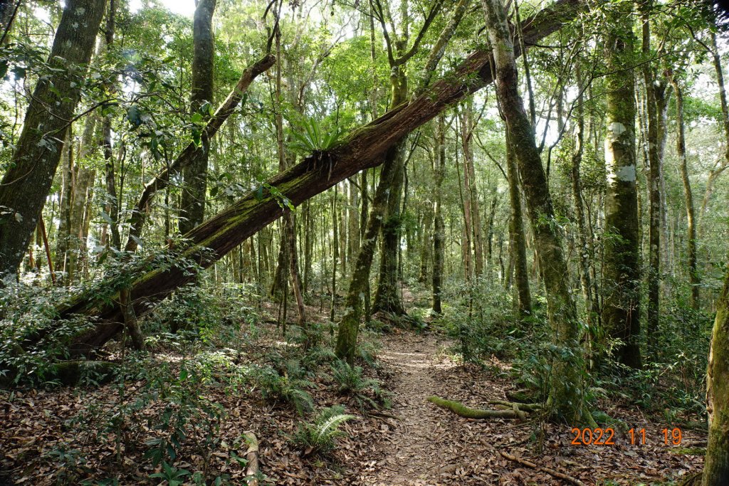 南投 信義 西巒大山_1922269