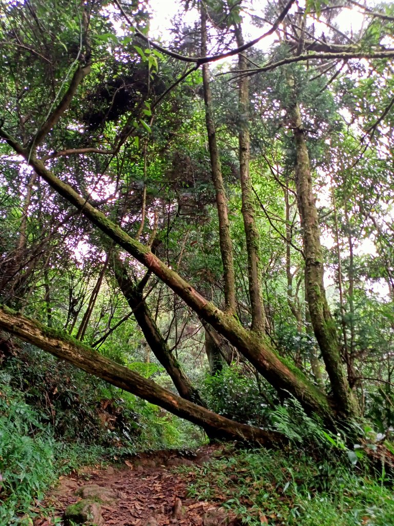 擎天崗→磺嘴山生態保護區→磺嘴山 H912m→翠翠谷→榮潤古道→內雙溪古道→擎天崗環形步道_1489290