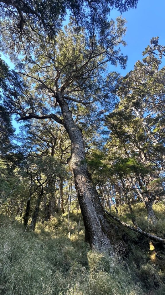 南橫三星_2977950