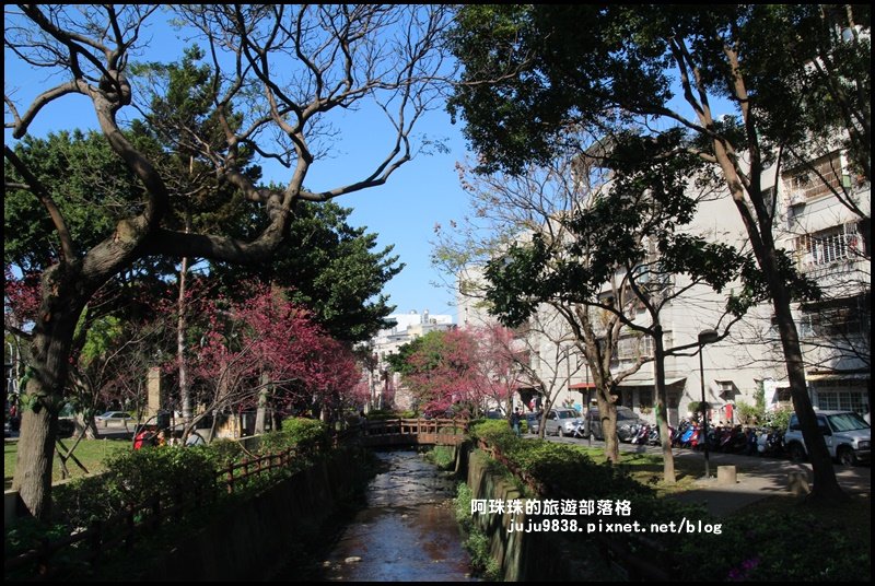 桃園。中壢莒光公園八重櫻熱烈綻放中_856059