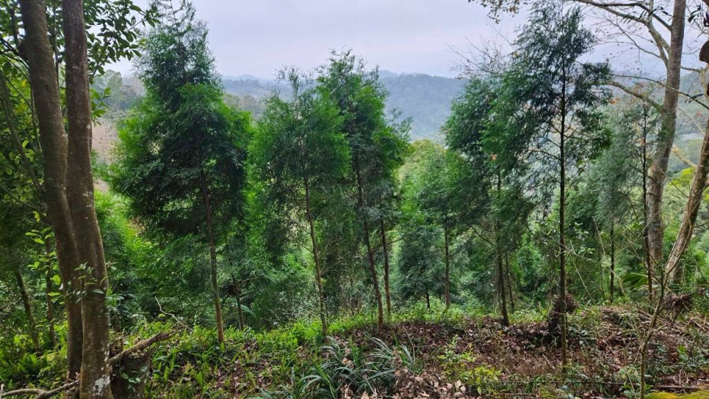 20260127流水蓮華-飛沙縱走-坑尾山南稜_2992545