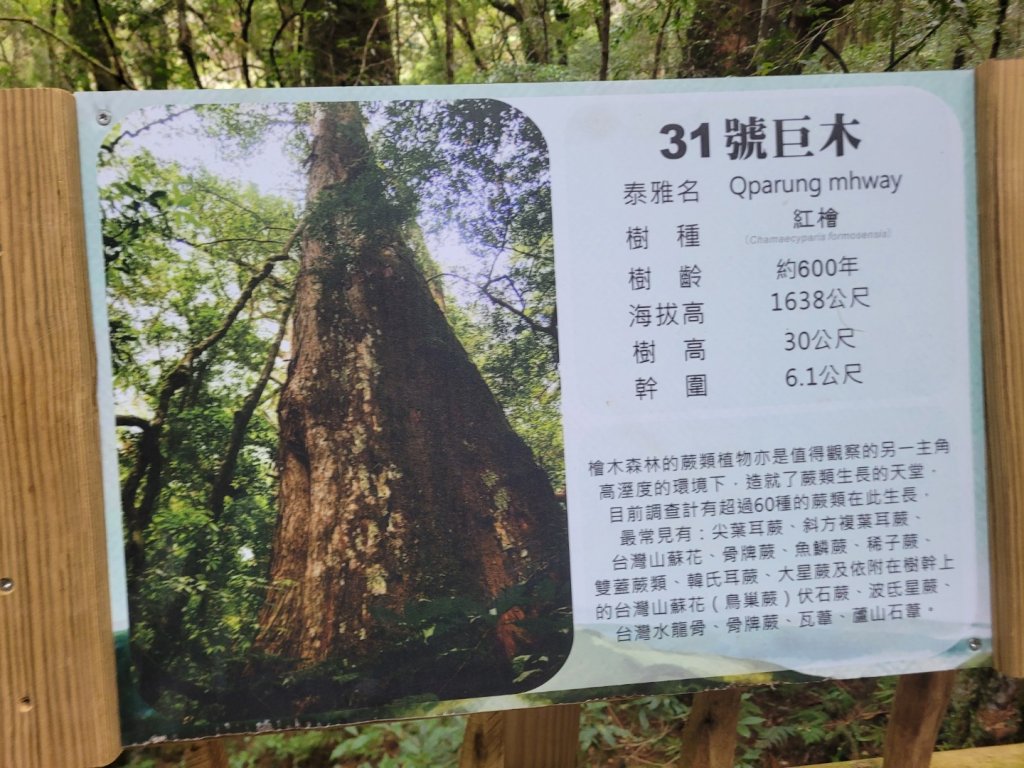 司馬庫斯上雪白山越嶺鴛鴦湖_2070073