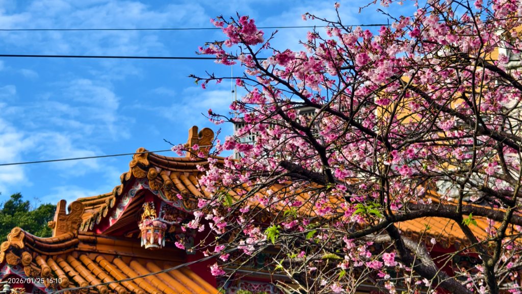 #平菁街 #鵝尾山梯田 #廣佑聖王廟 #寒櫻巷 #夕陽 1/24&25_2987681