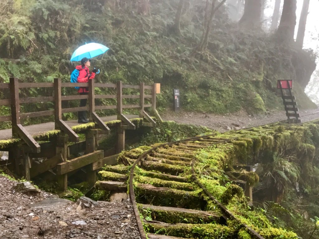 雨霧散遊太平山_885841