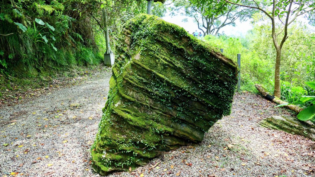 微笑山線百年大榕樹段封面圖