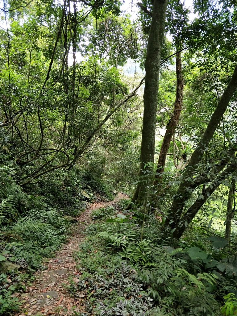 惠蓀林場青蛙石遺址步道_398085