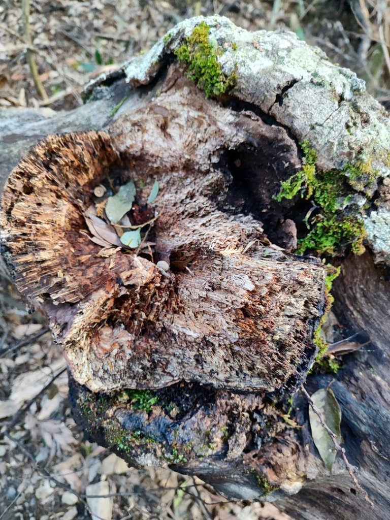 大雪山長壽三崠_2691127