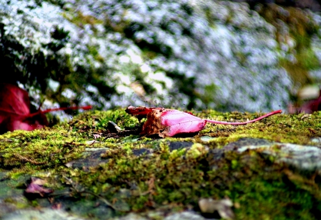 秋冬賞楓~步道行 2014 (鳶嘴稍來)_93651