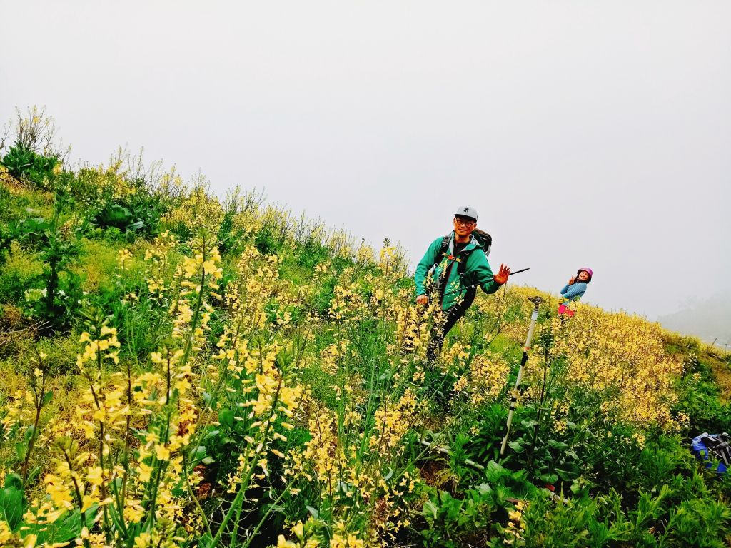 米羅山之木_292800