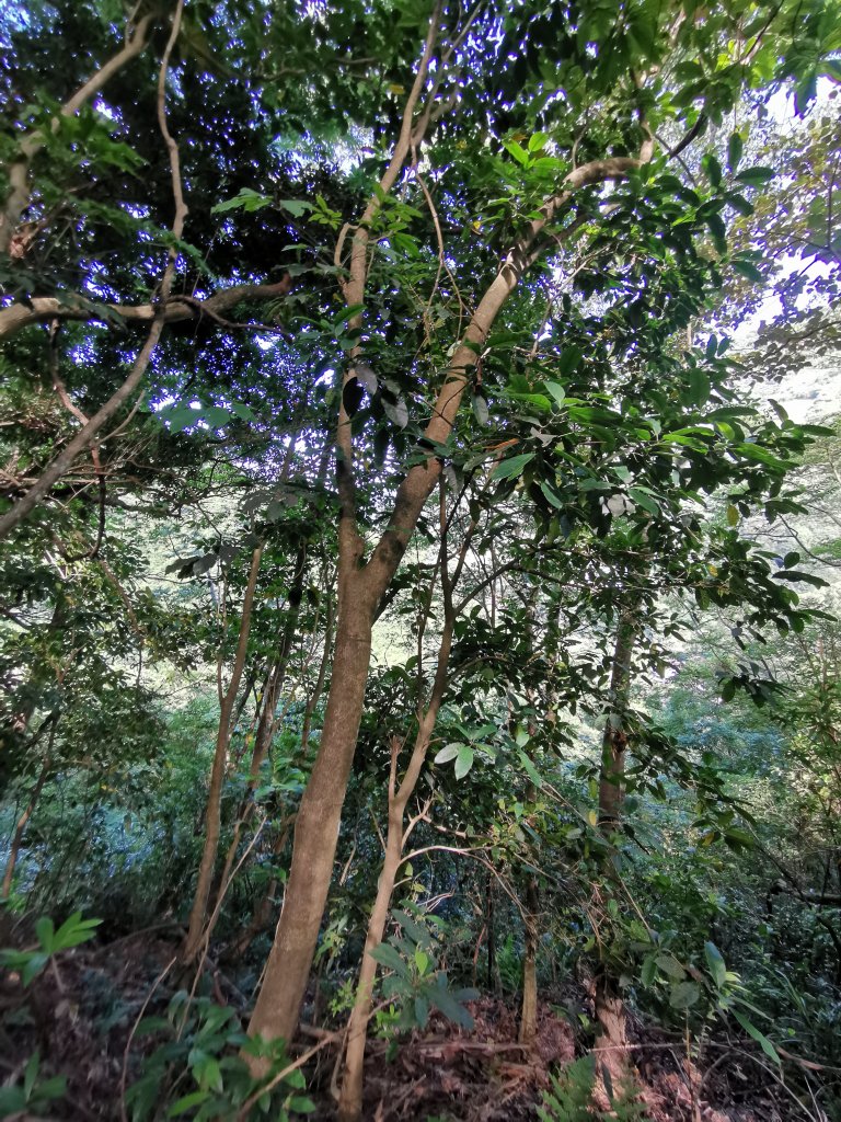 森林之木－鳥嘴山的10種樹木_969870