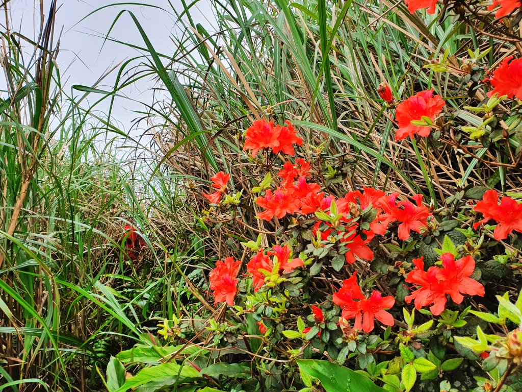 【進階版抹茶山】茫茫箭竹海中的鶯子頂山_1335275