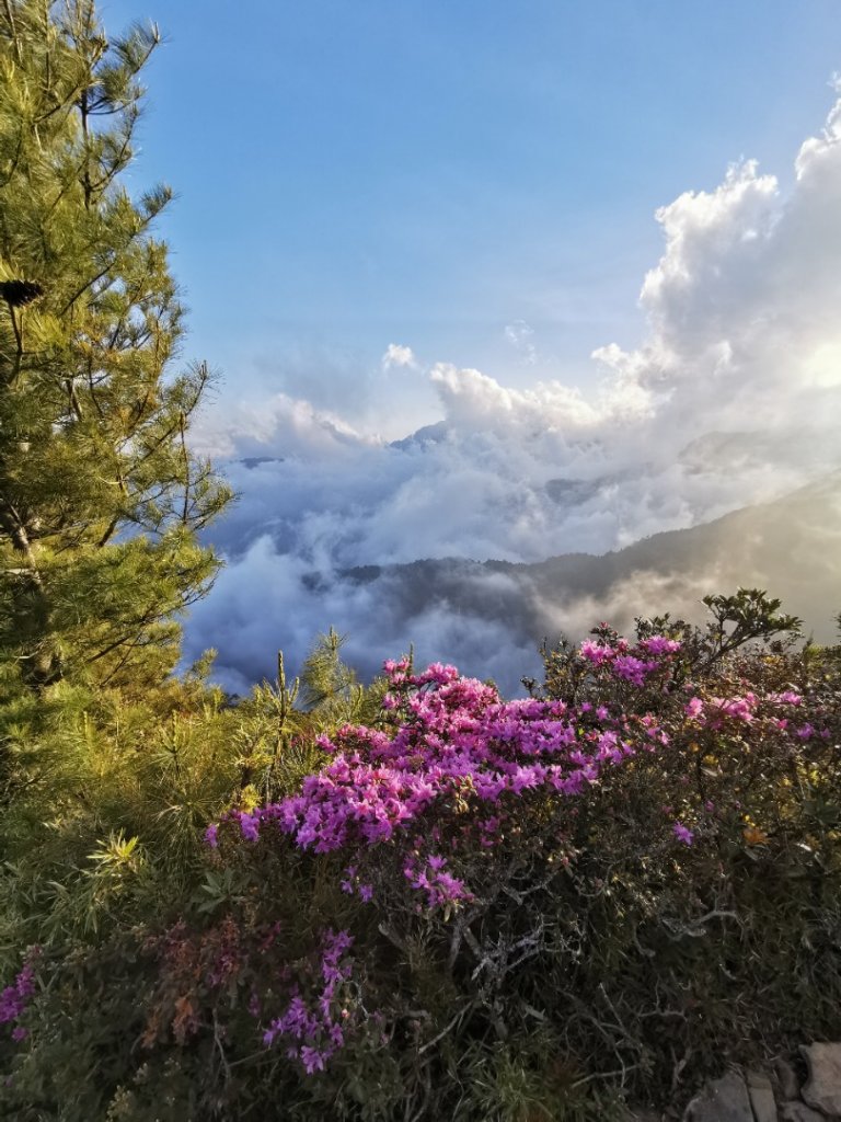 桃山封面圖