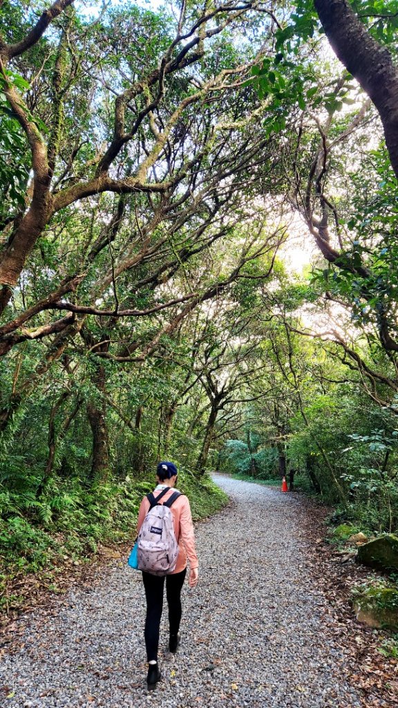 臺北大縱走第一段加碼版，忠義山，向天山，面天山，永春寮環狀步道，四季長廊觀景台，鳳梨宅，大屯自然公園_1921195