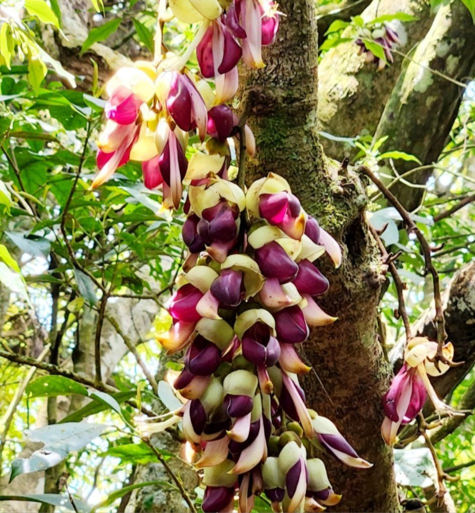 【中級山縱走】水雲三星，橫龍山，騰龍山，橫龍古道_2742956