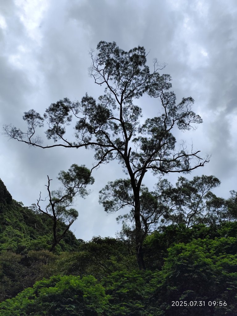 大湖公園→大溝溪生態治水園區→圓覺寺步道→圓覺瀑布→圓覺寺→鯉魚山步道【臺北大縱走 4、臺北健走趣】_2849105