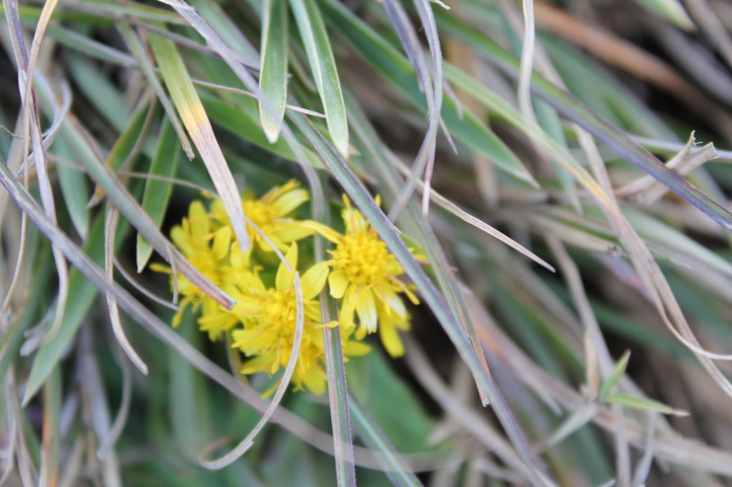 我的雪山視界_444898