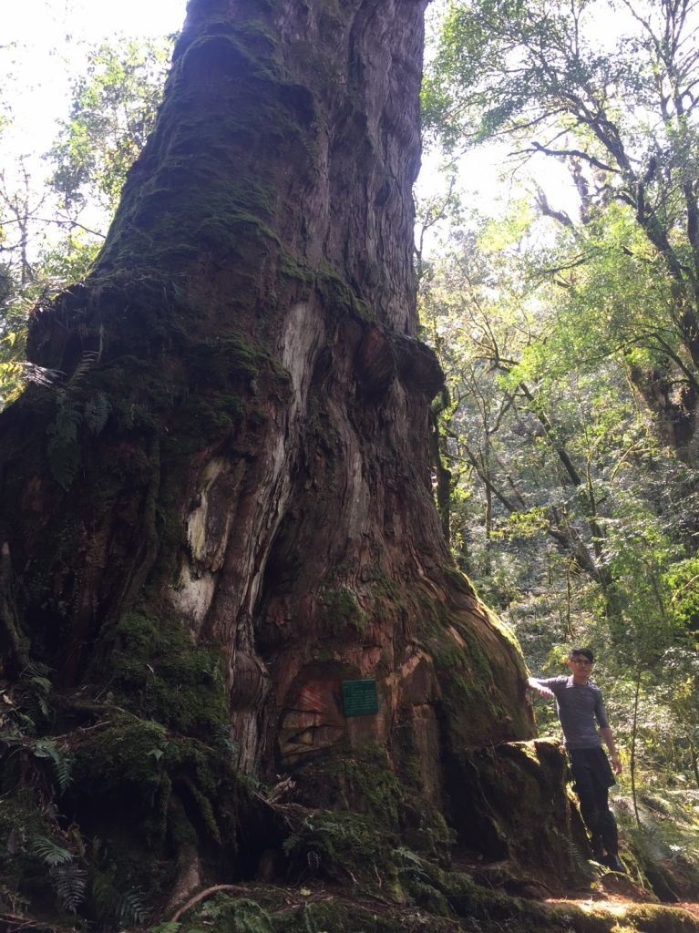 米羅山之木_292331