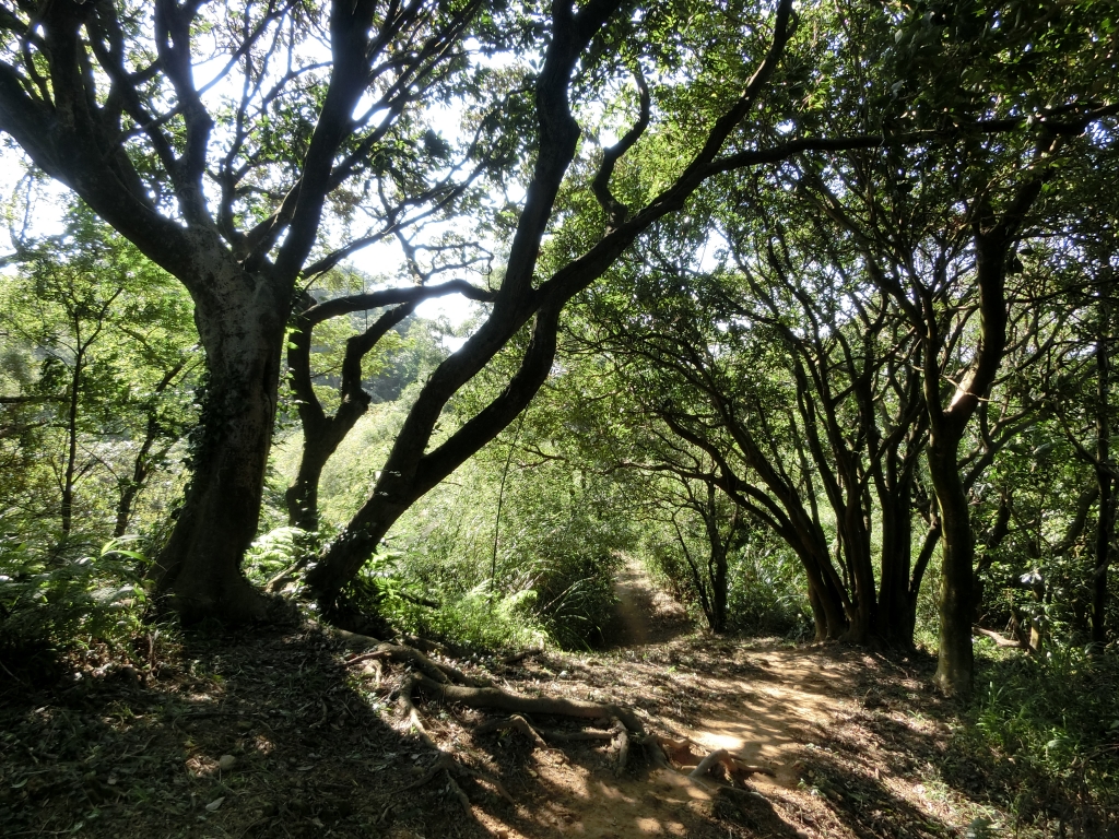 鶯歌石．孫龍步道_92735