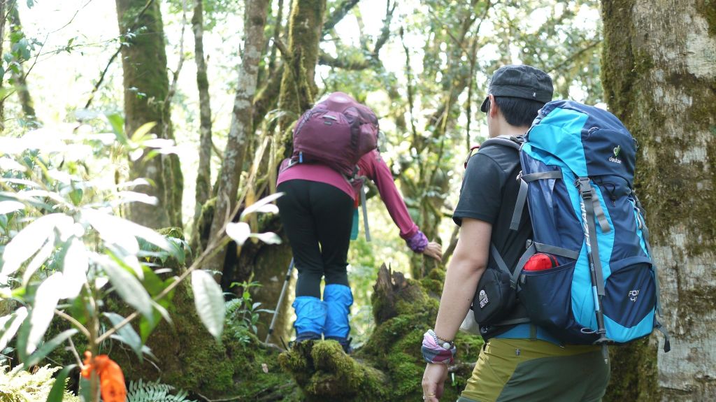 米羅山之木_292855