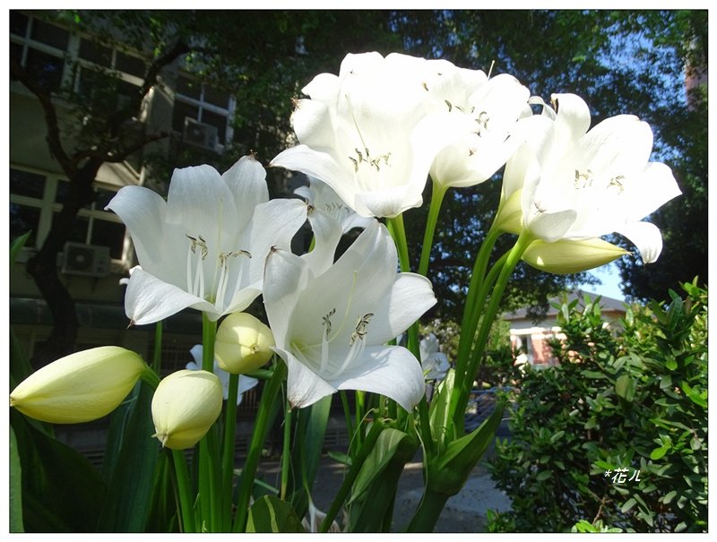 夏日香殊蘭的花開_2180067