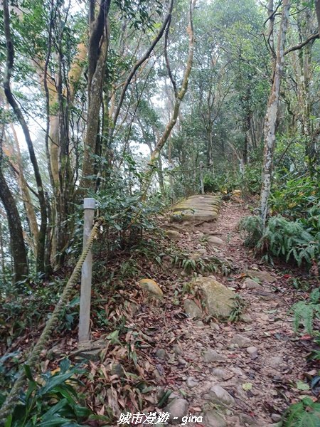 【苗栗銅鑼】健行賞花兩相宜。 銅鑼雙峰山x2023杭菊花季_2355256