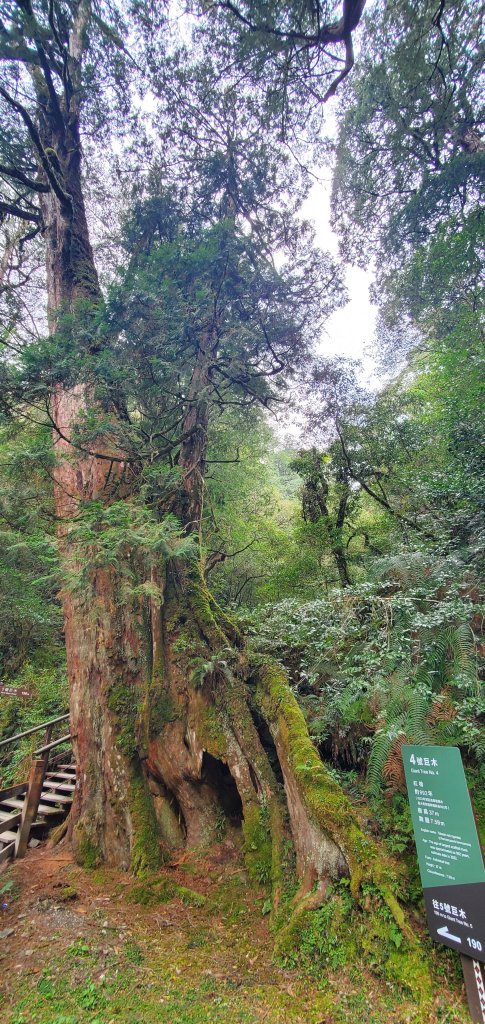 2024-03-16拉拉山神木群步道_2456041