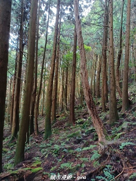 【苗栗南庄】裊裊雲霧台版富士山。 小百岳集起來。編號 34小百岳~加里山。 【台灣小百岳】 我玩登了_1903060