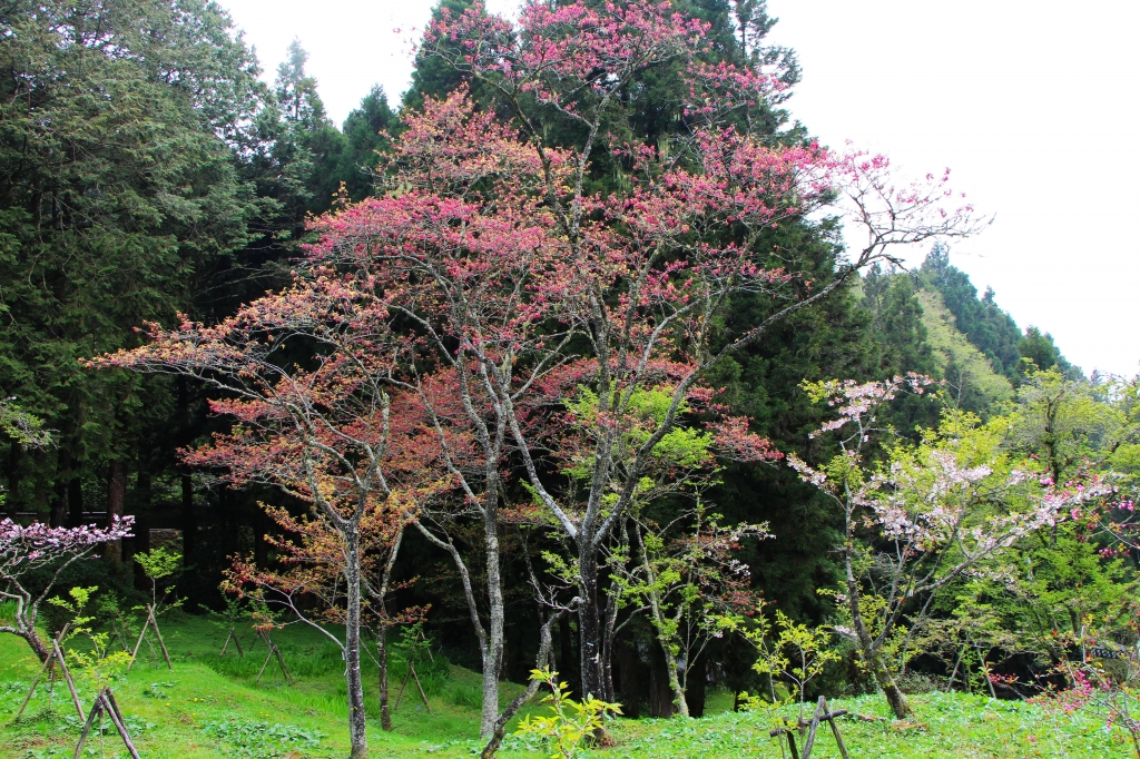 阿里山櫻花 唯美詩韻 ~ 高山+鐵道+神木+湖水 ..._265498