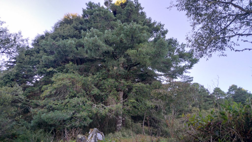 嘉義 阿里山 鹿林山、鹿林前山、真鹿林山、石水山_1487483