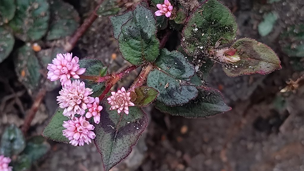 梅峰山地農場立鷹山_2749327