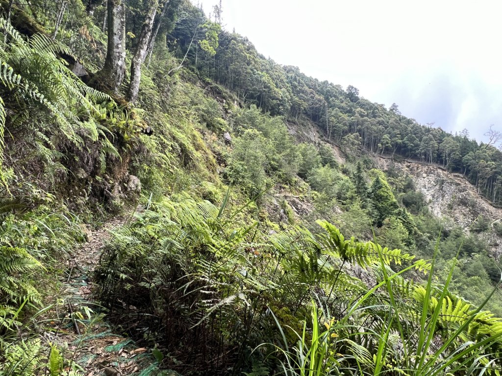 西巒大山 雙龍林道路線探索_2193433